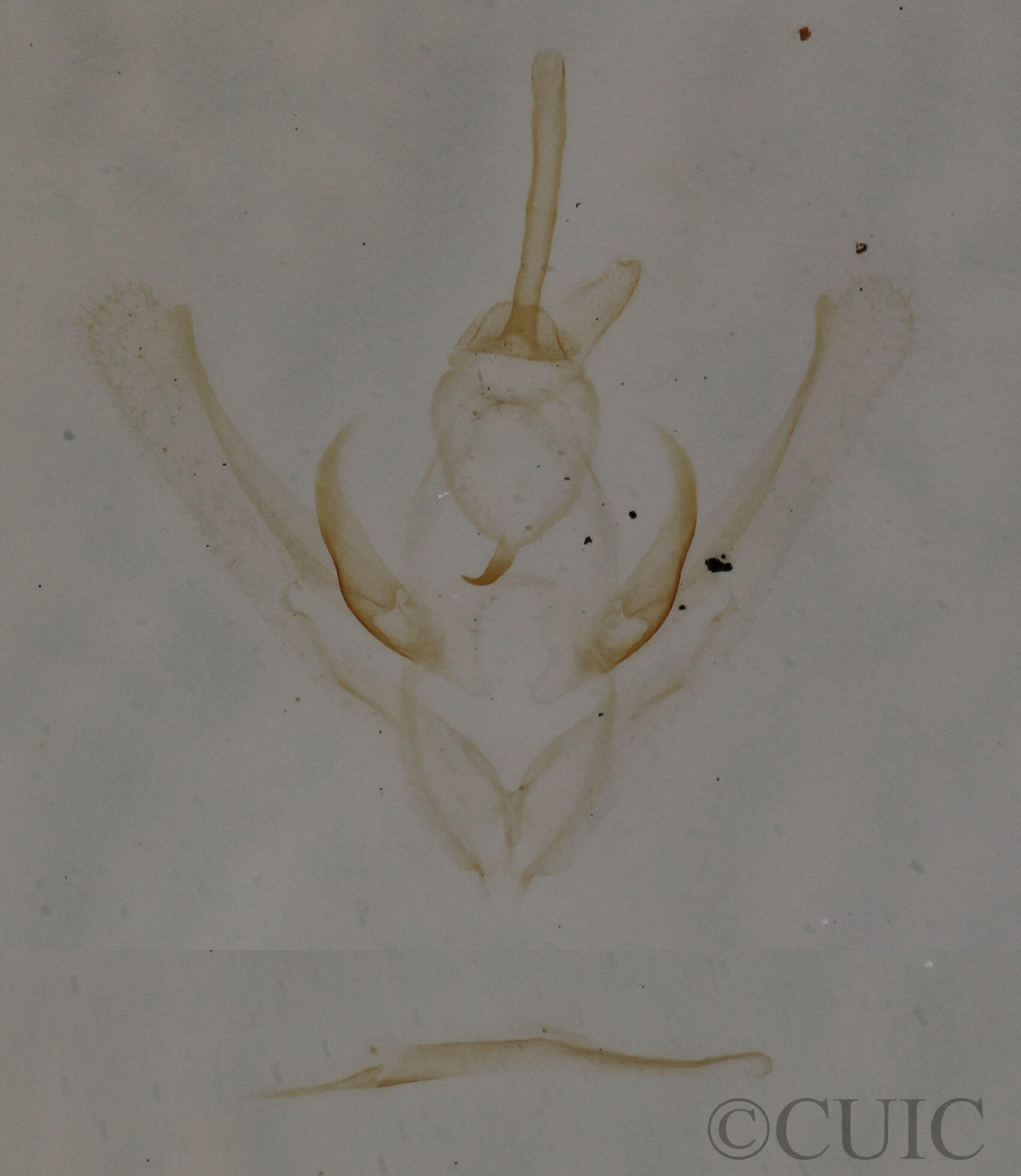genitalia view of adult Nemoria extremaria