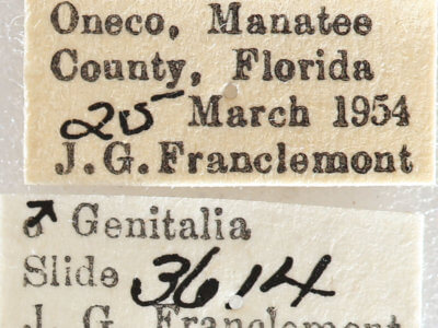 label view of adult Nemoria lixaria