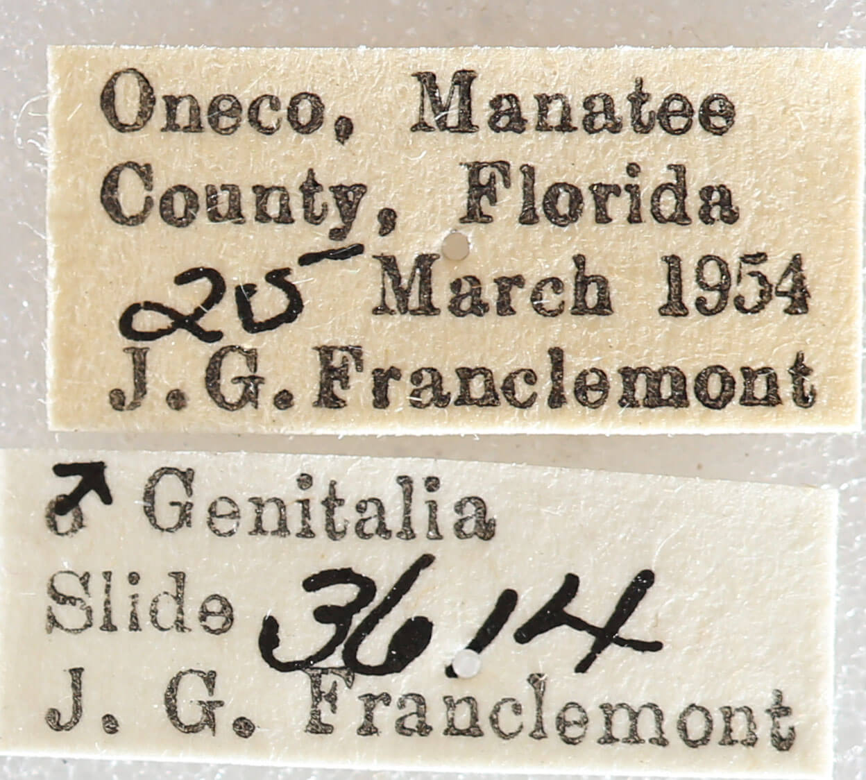 label view of adult Nemoria lixaria