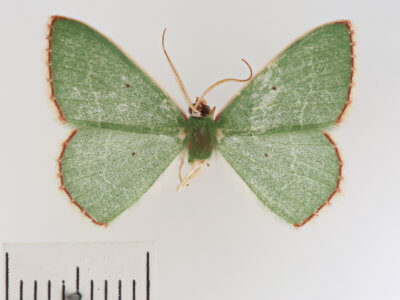 dorsal view of adult Nemoria lixaria