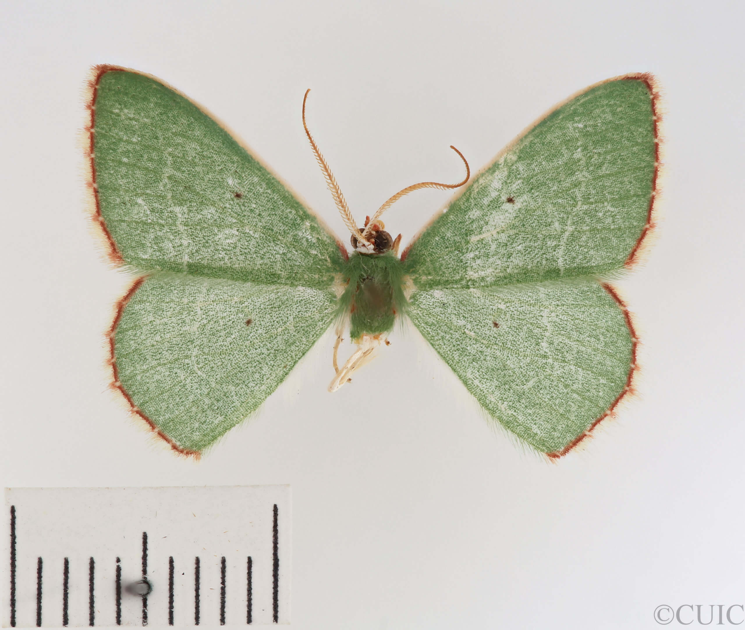 dorsal view of adult Nemoria lixaria