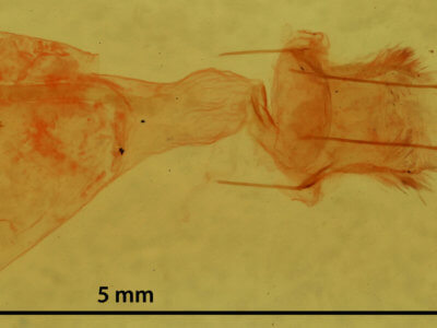 genitalia view of adult Nepytia canosaria
