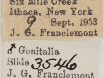 label view of adult Nepytia canosaria