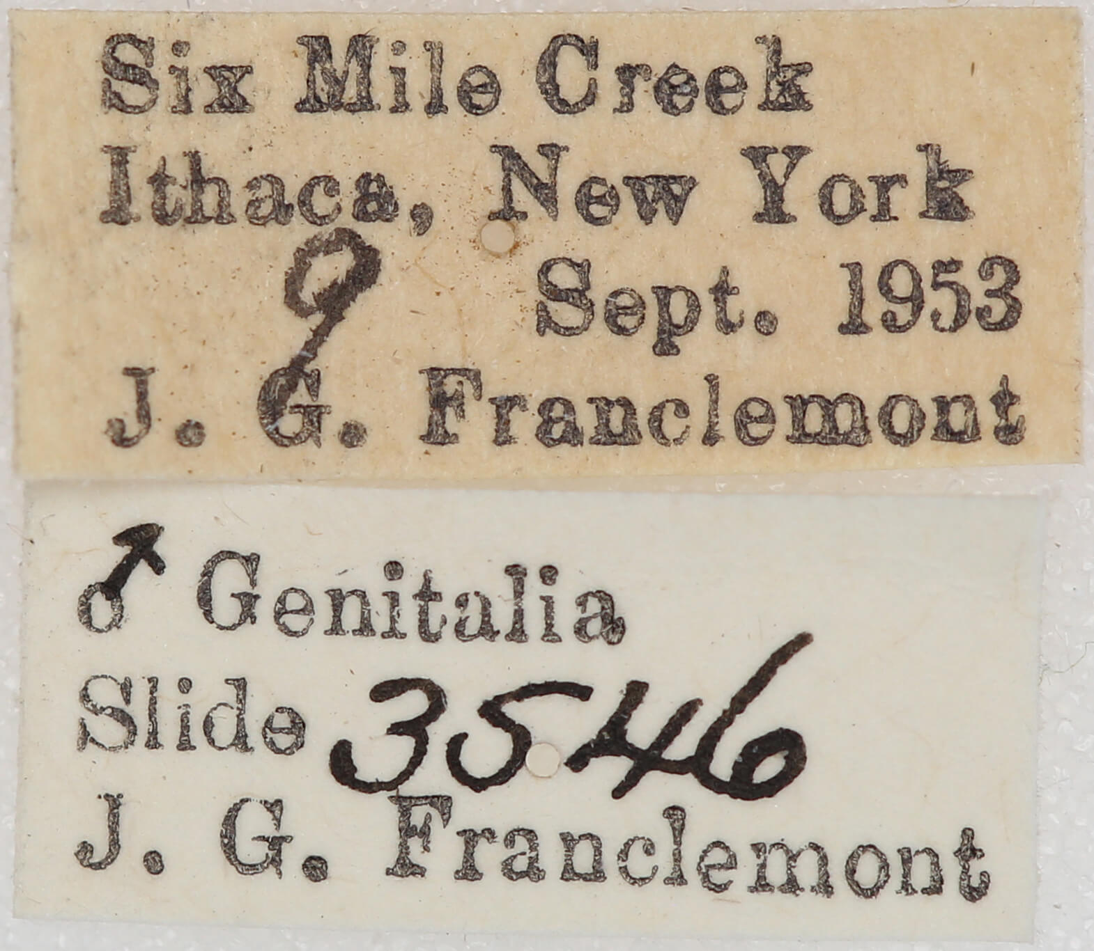 label view of adult Nepytia canosaria