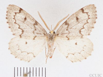 dorsal view of adult Nepytia canosaria