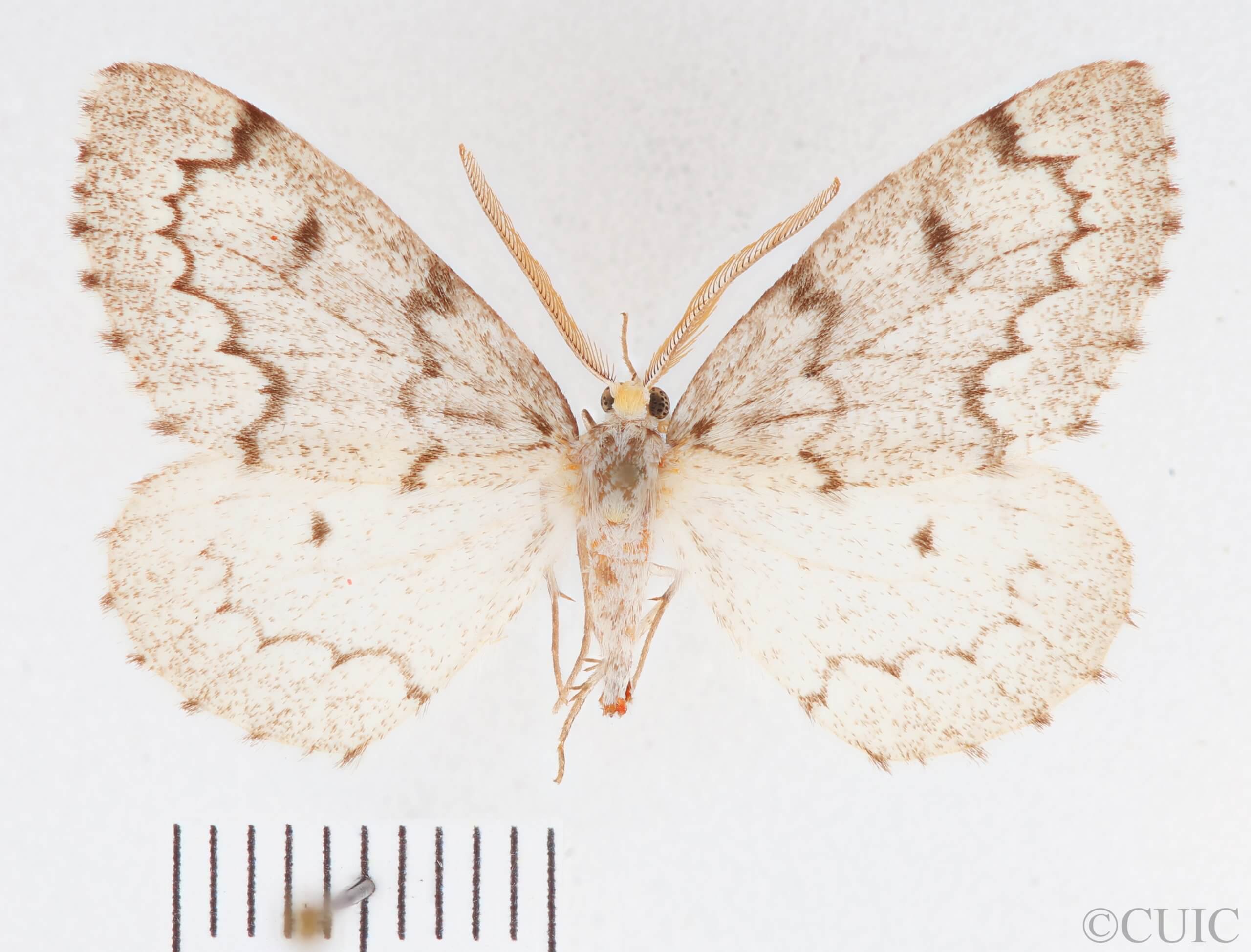 dorsal view of adult Nepytia canosaria