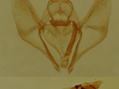 genitalia view of adult Nepytia canosaria