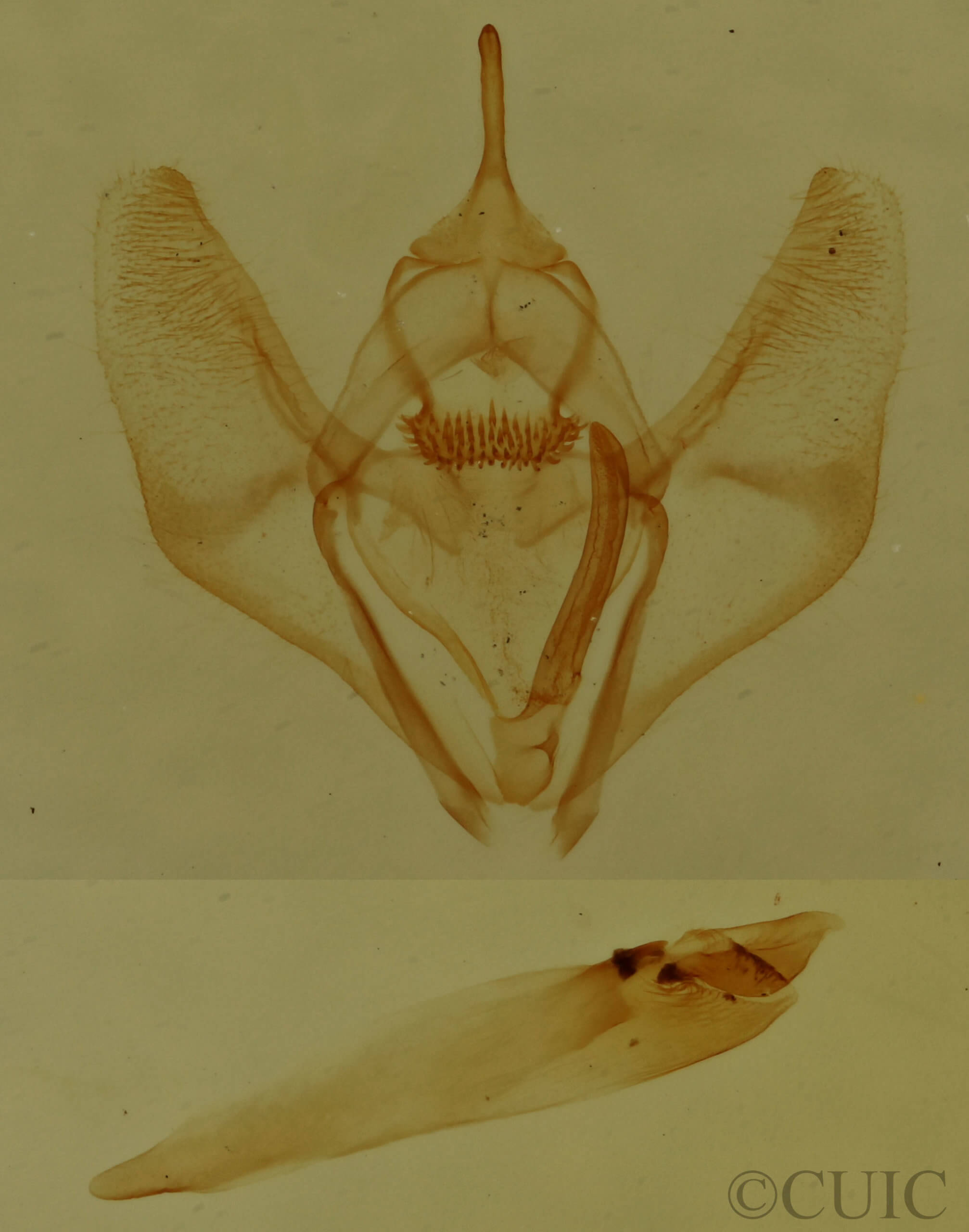 genitalia view of adult Nepytia canosaria