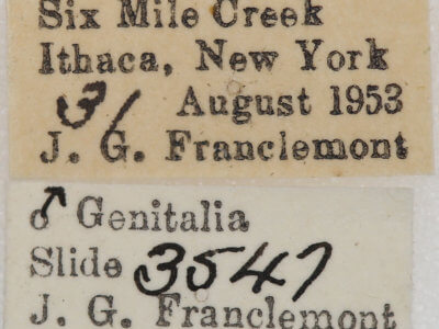 label view of adult Nepytia canosaria