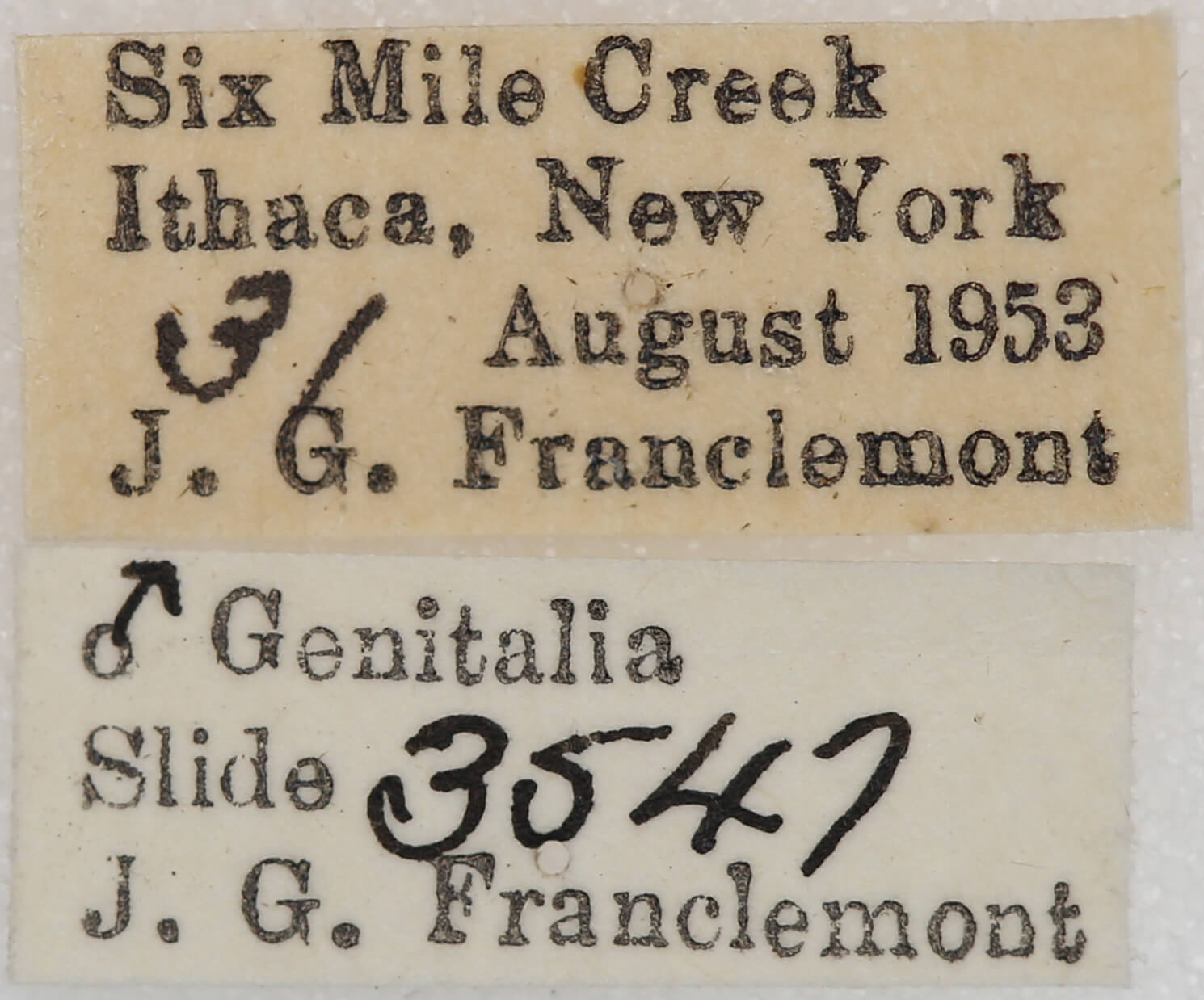 label view of adult Nepytia canosaria