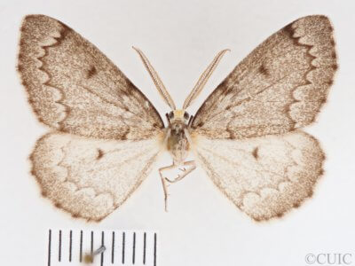 dorsal view of adult Nepytia canosaria