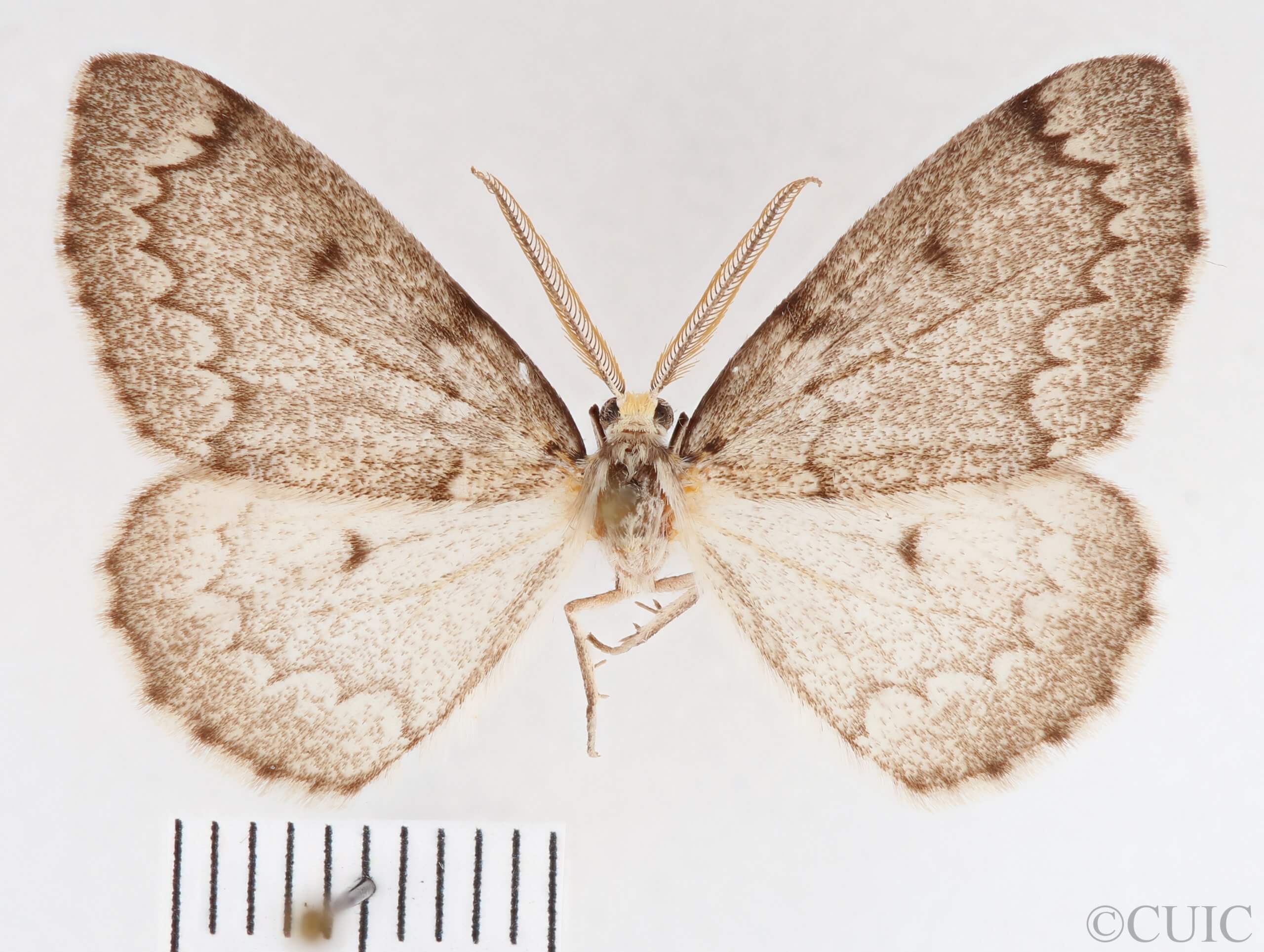 dorsal view of adult Nepytia canosaria