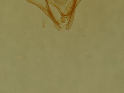 genitalia view of adult Nepytia canosaria