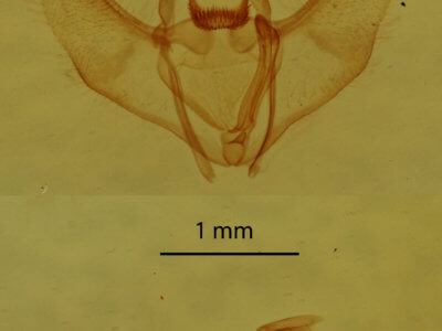 genitalia view of adult Nepytia canosaria