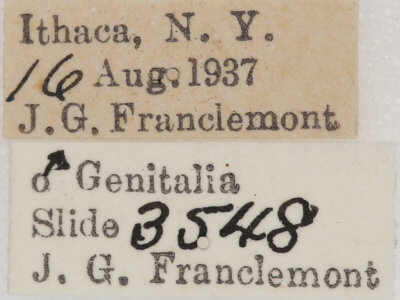 label view of adult Nepytia canosaria