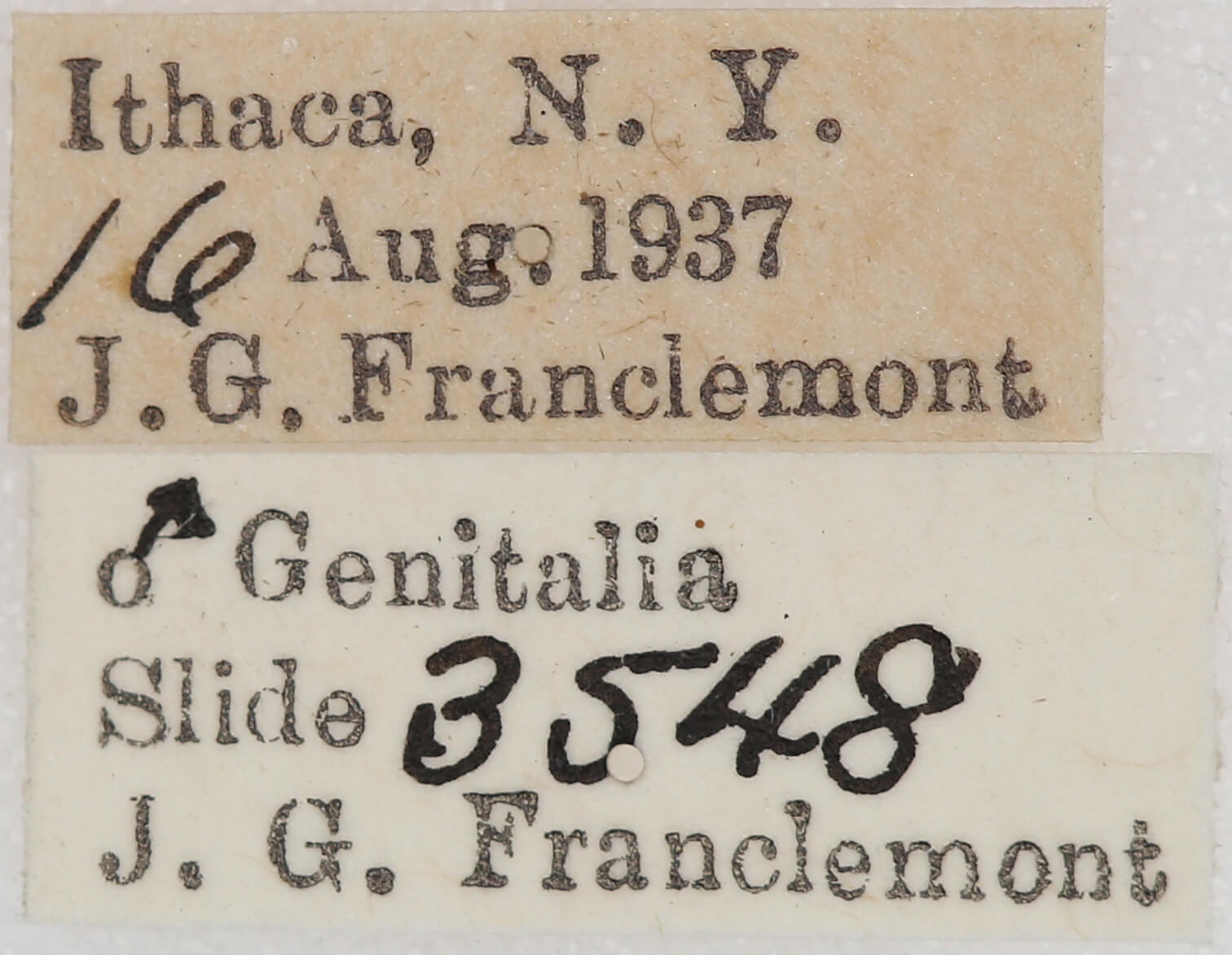 label view of adult Nepytia canosaria