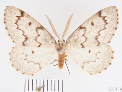 dorsal view of adult Nepytia canosaria