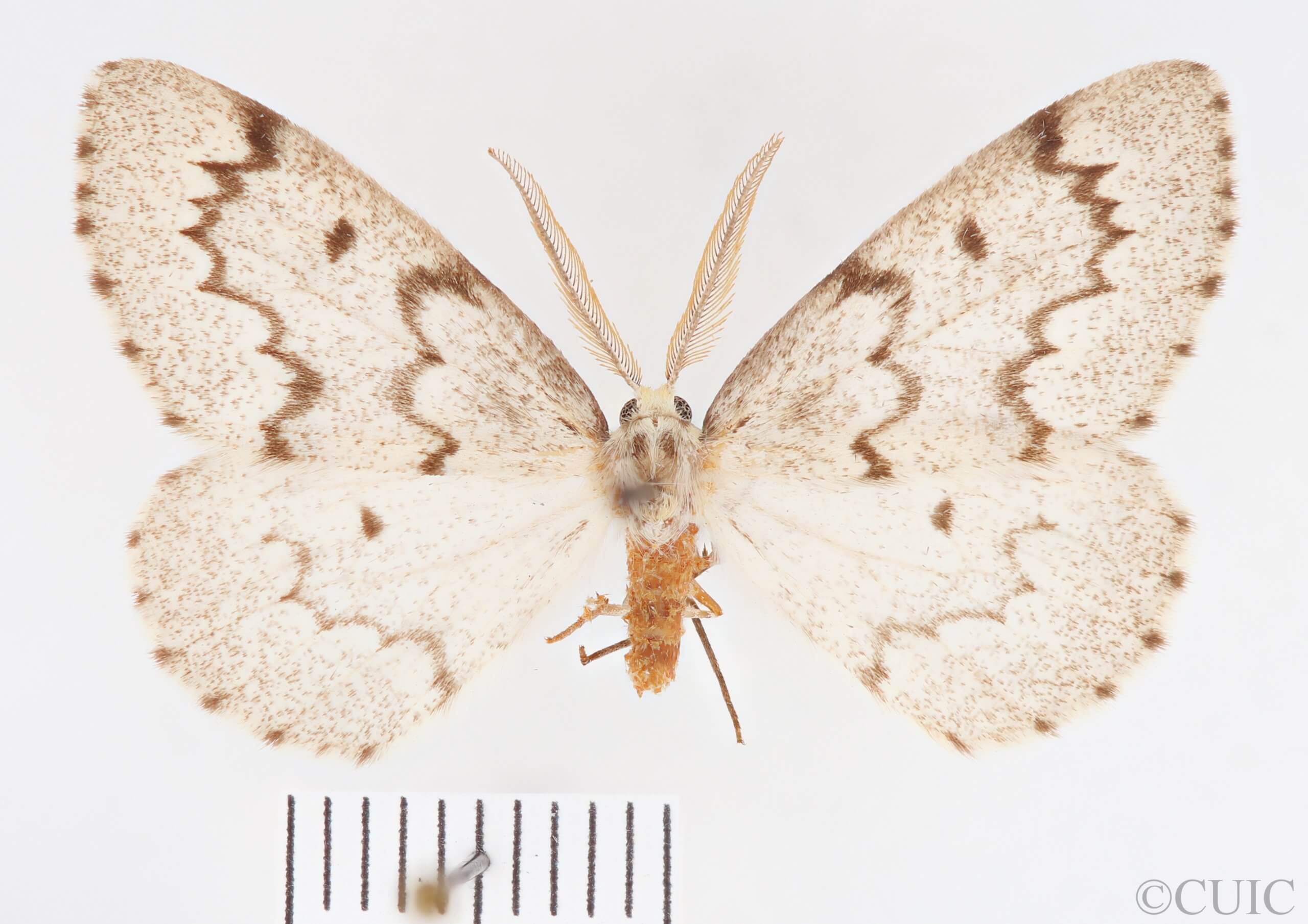 dorsal view of adult Nepytia canosaria