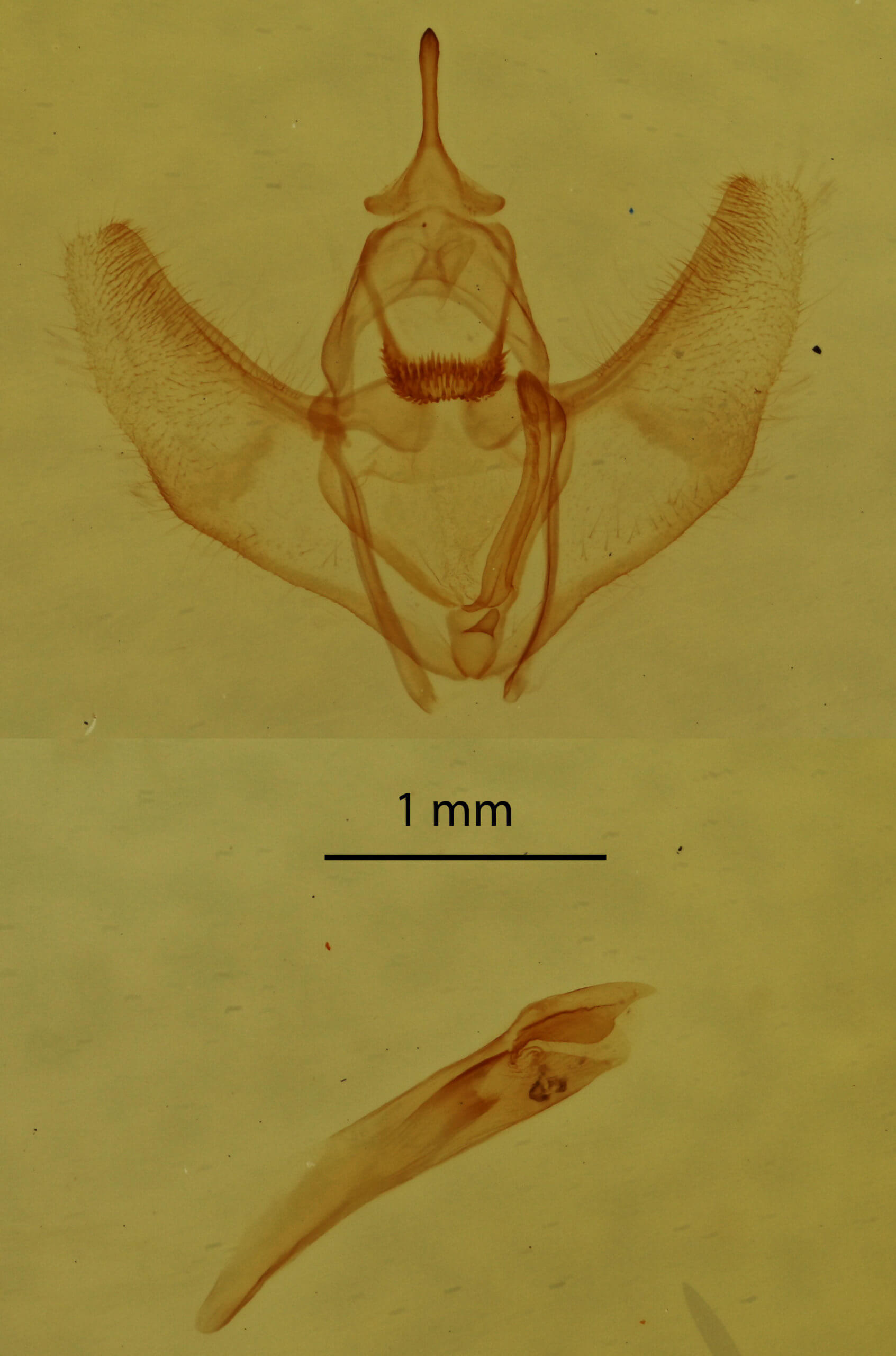 genitalia view of adult Nepytia canosaria