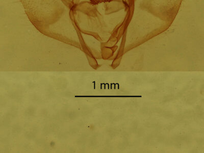 genitalia view of adult Nepytia canosaria