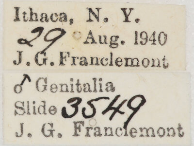 label view of adult Nepytia canosaria