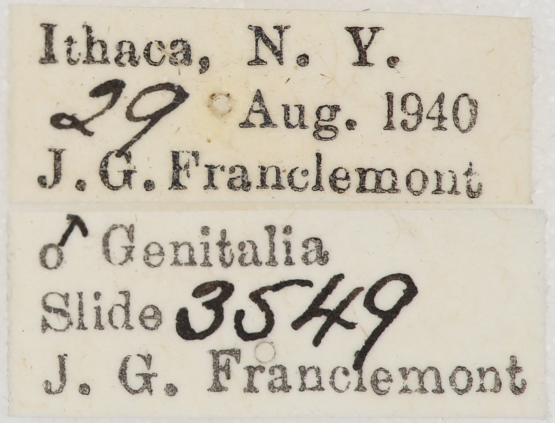 label view of adult Nepytia canosaria