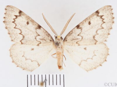 dorsal view of adult Nepytia canosaria