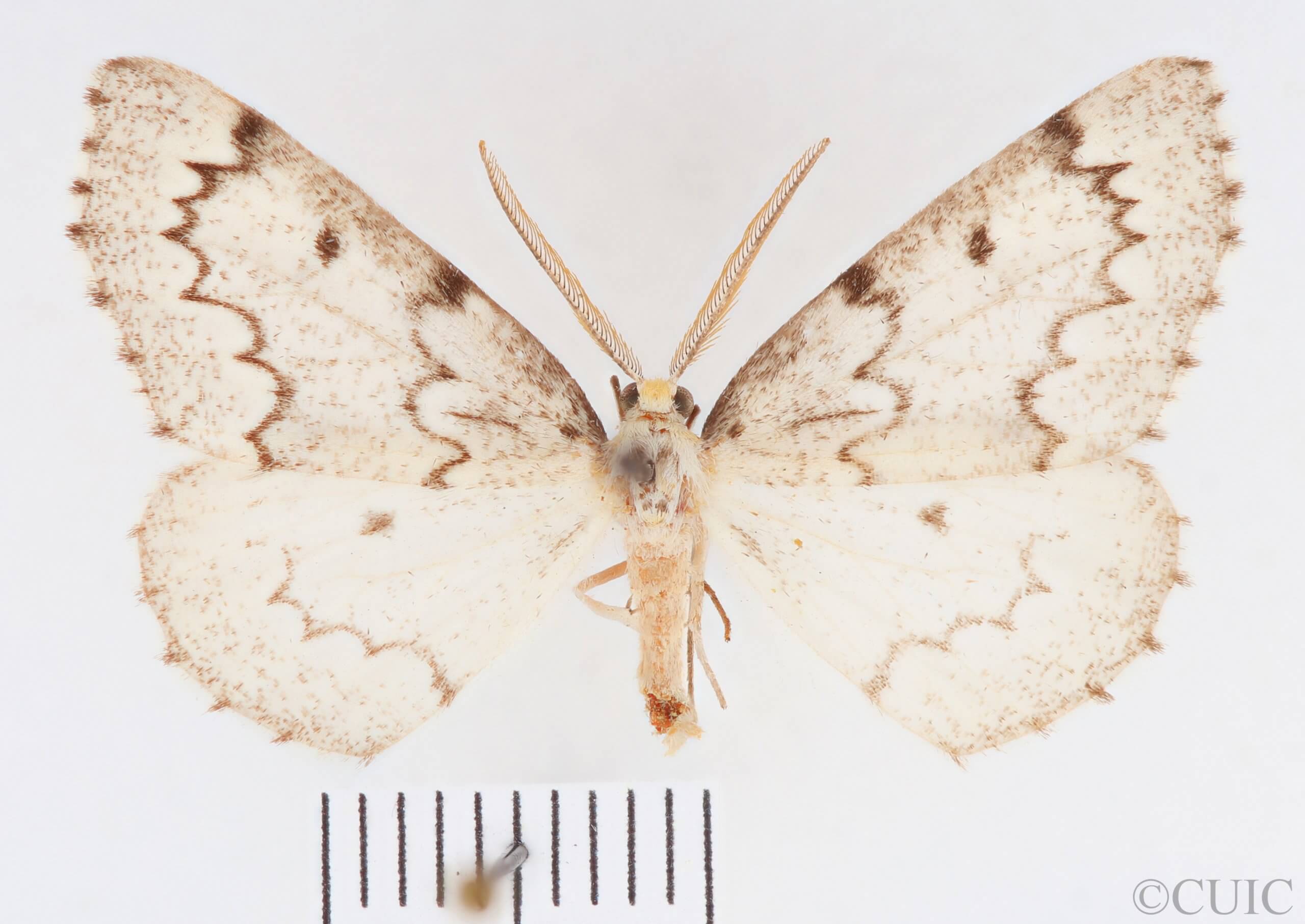 dorsal view of adult Nepytia canosaria