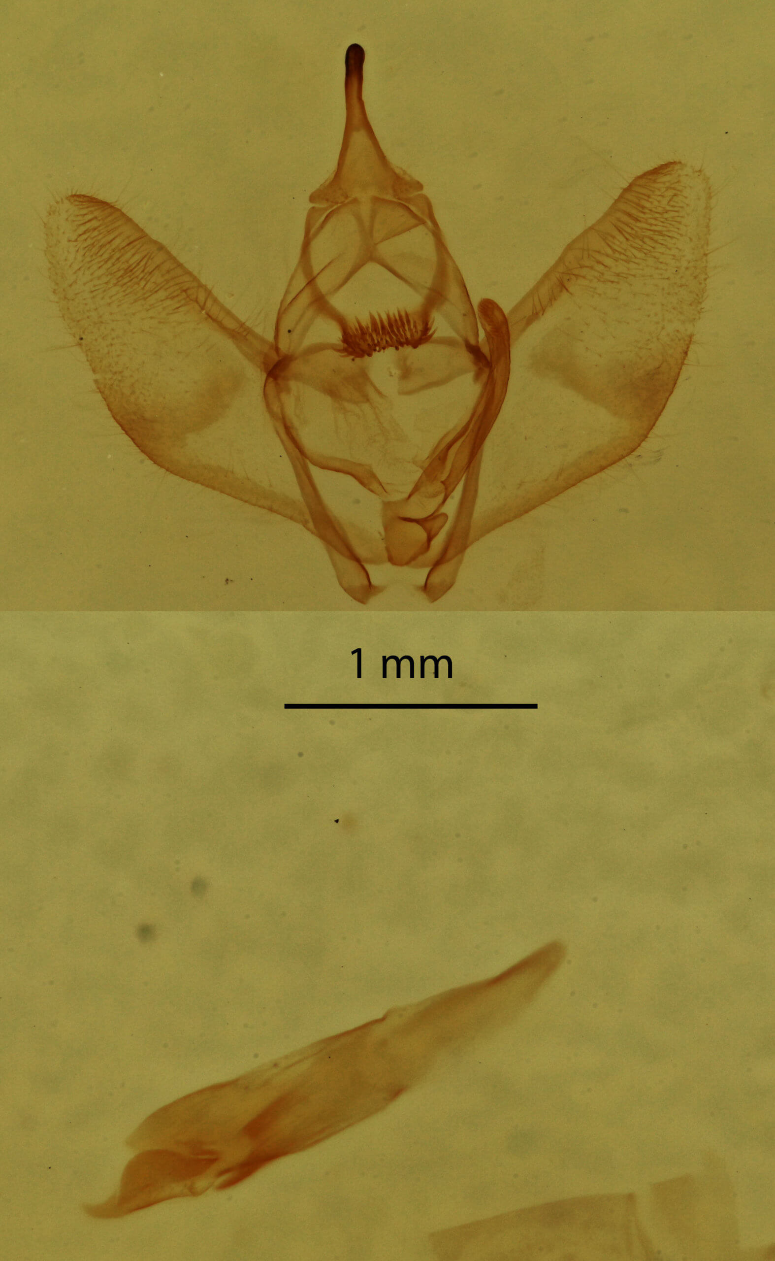 genitalia view of adult Nepytia canosaria