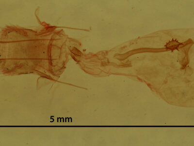 genitalia view of adult Nepytia canosaria