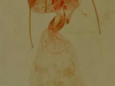 genitalia view of adult Nepytia canosaria