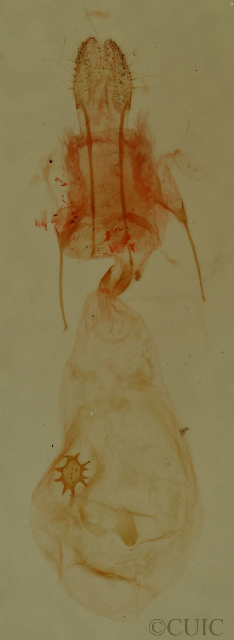 genitalia view of adult Nepytia canosaria