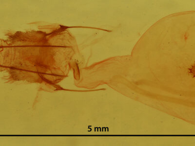 genitalia view of adult Nepytia canosaria
