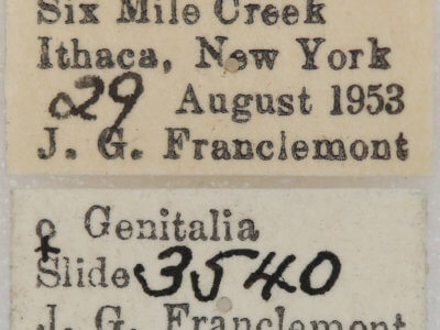 label view of adult Nepytia canosaria