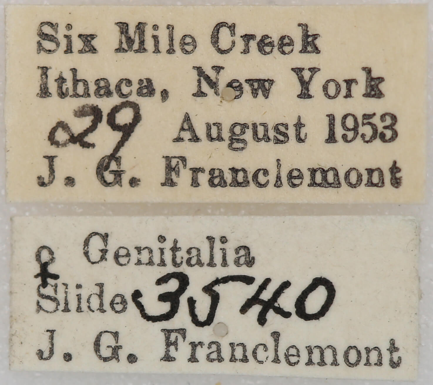 label view of adult Nepytia canosaria