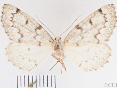 dorsal view of adult Nepytia canosaria