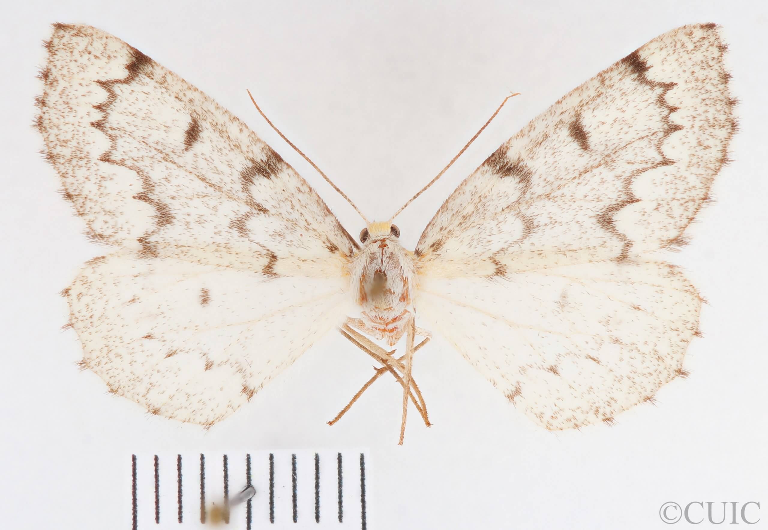 dorsal view of adult Nepytia canosaria