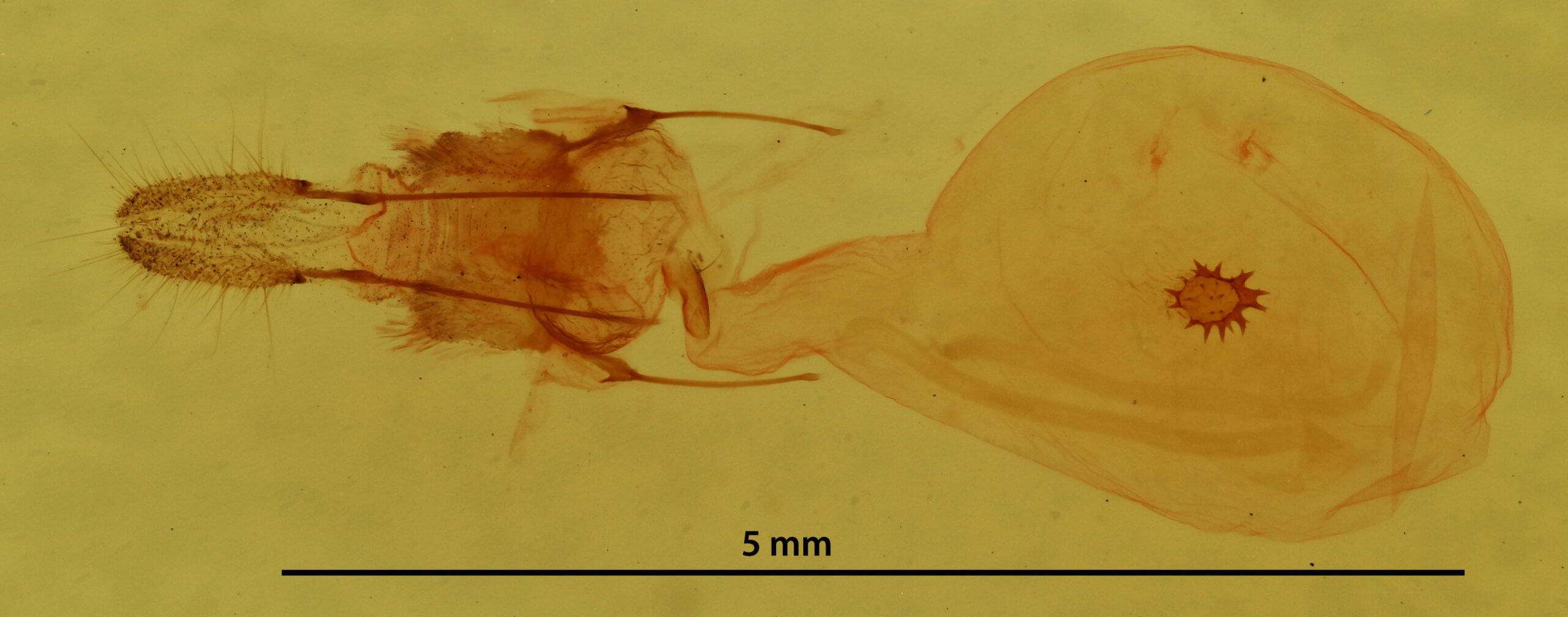 genitalia view of adult Nepytia canosaria