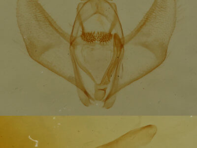 genitalia view of adult Nepytia canosaria