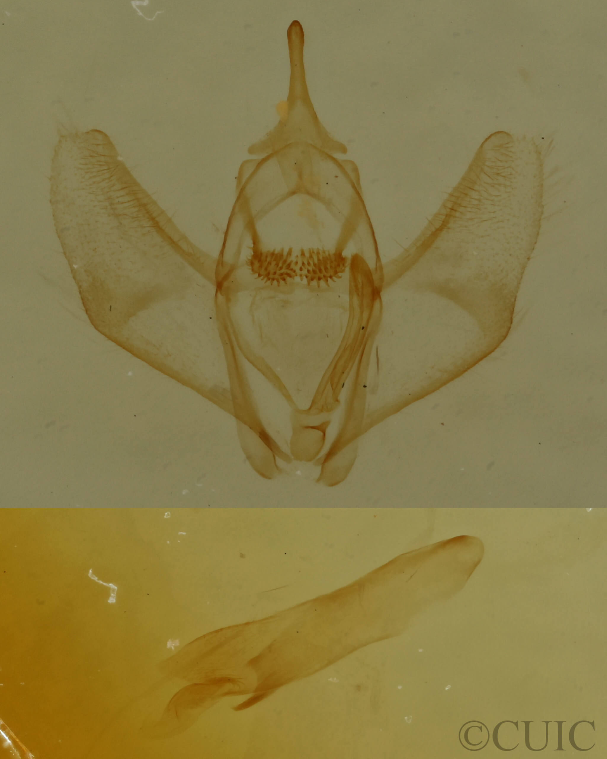 genitalia view of adult Nepytia canosaria