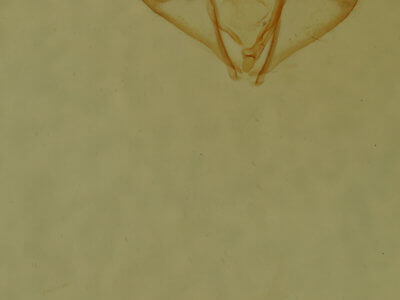 genitalia view of adult Nepytia canosaria