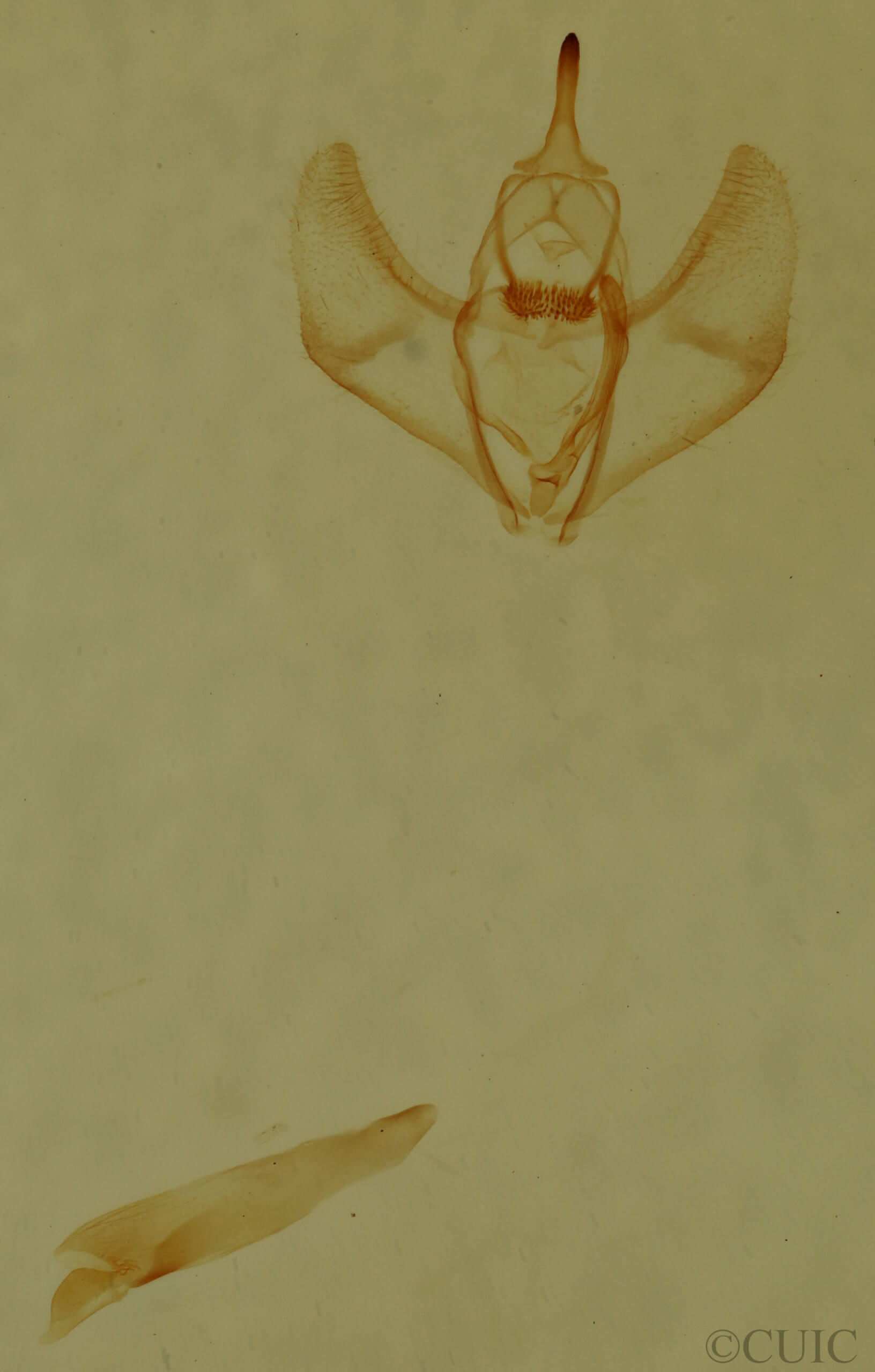 genitalia view of adult Nepytia canosaria