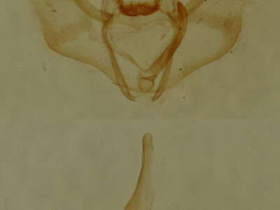 genitalia view of adult Nepytia canosaria