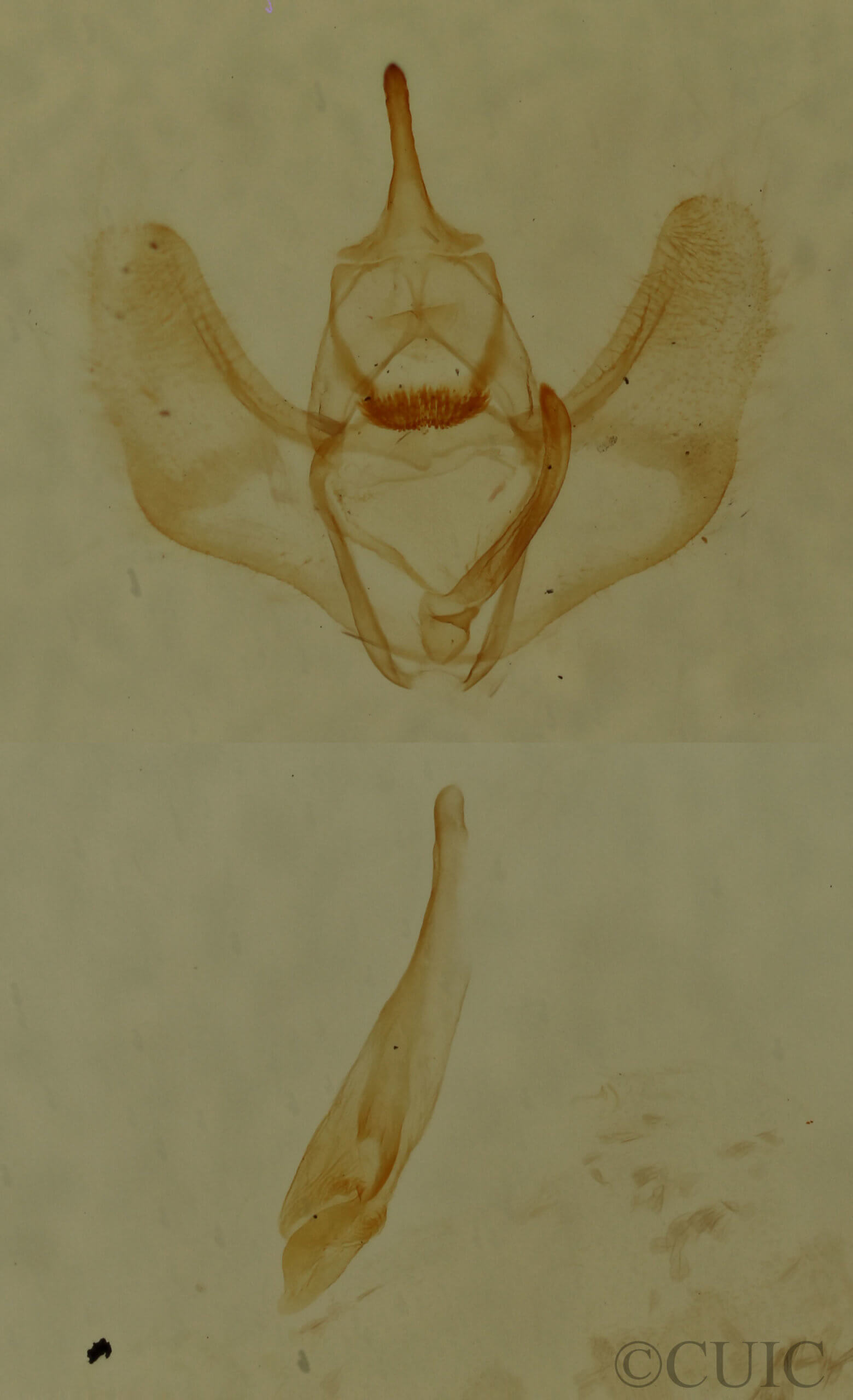 genitalia view of adult Nepytia canosaria