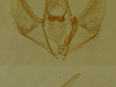 genitalia view of adult Nepytia canosaria