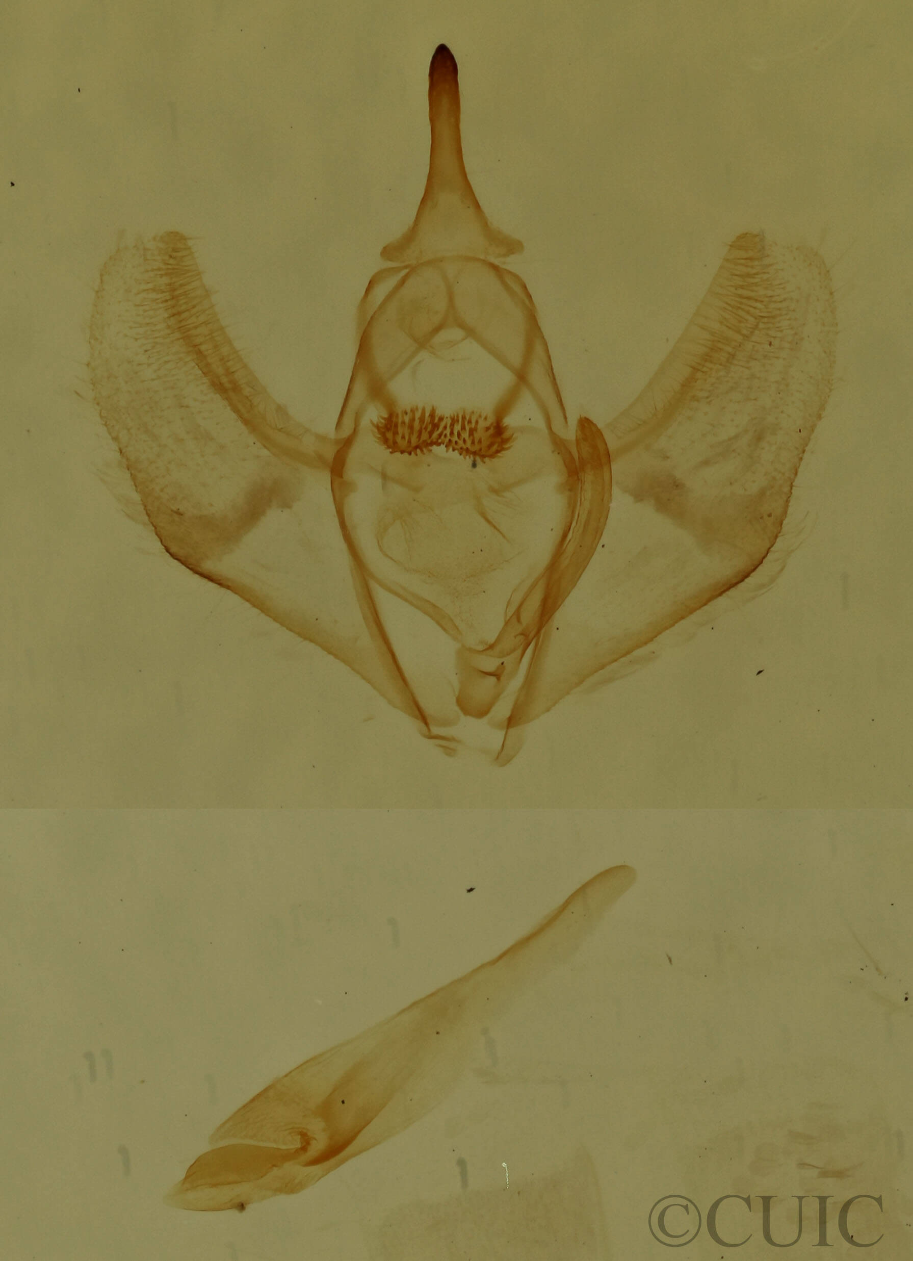 genitalia view of adult Nepytia canosaria