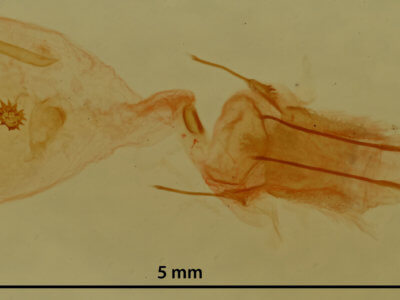 genitalia view of adult Nepytia canosaria