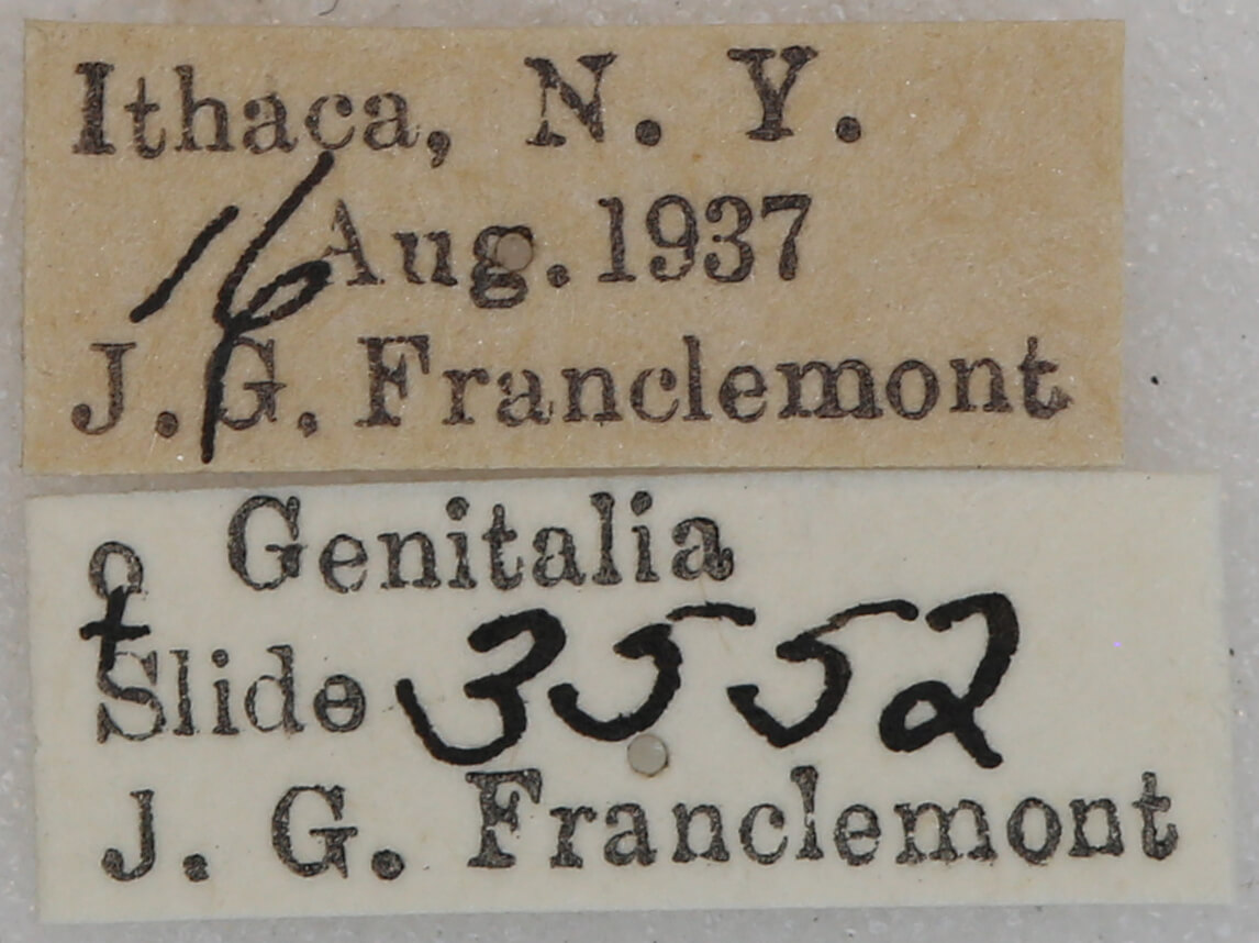 label view of adult Nepytia canosaria