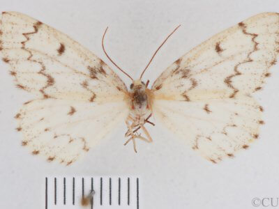 dorsal view of adult Nepytia canosaria