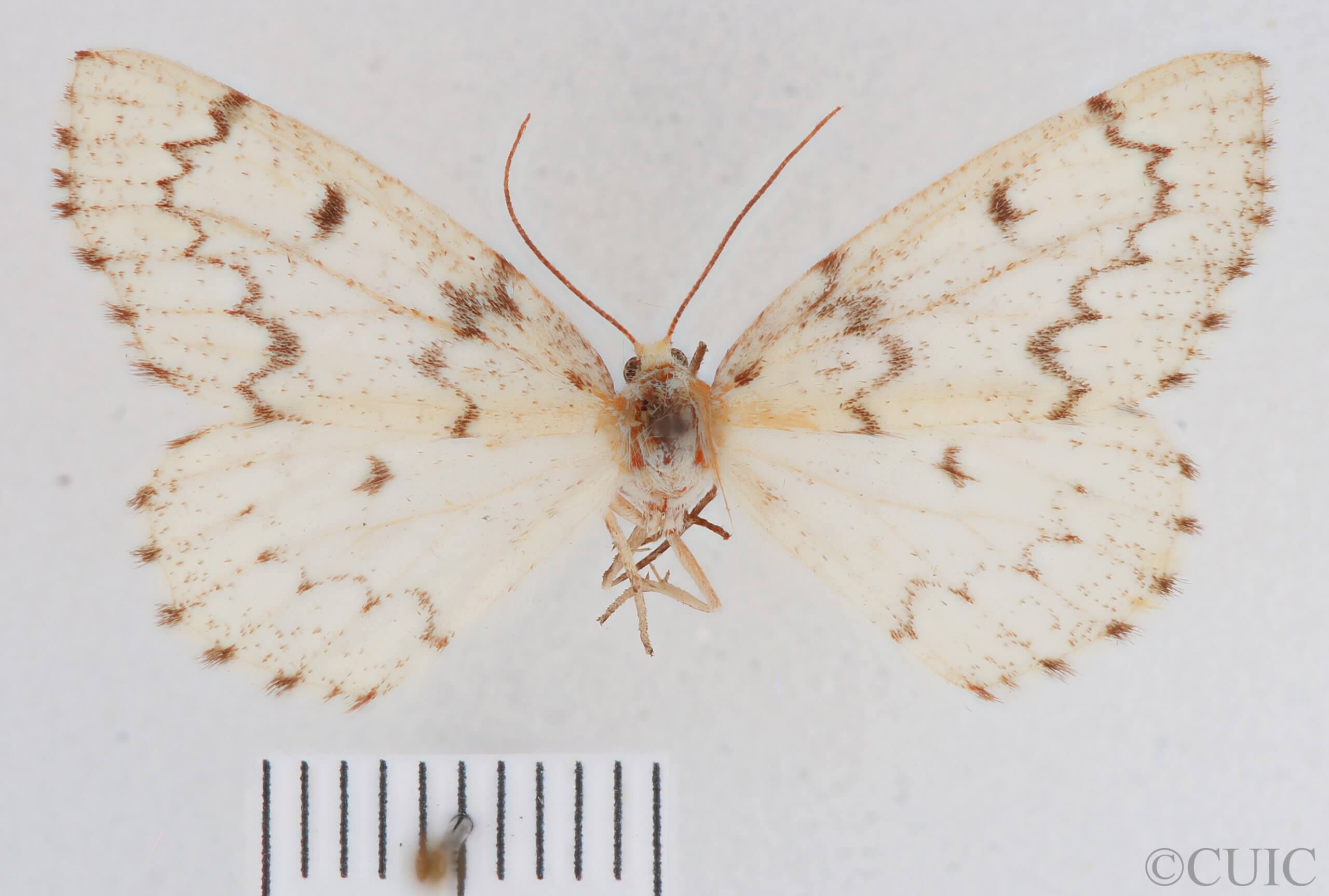 dorsal view of adult Nepytia canosaria